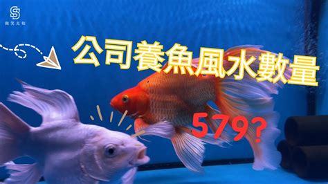 魚 數量 風水|養風水魚數量攻略：命格五行對應養魚條數 